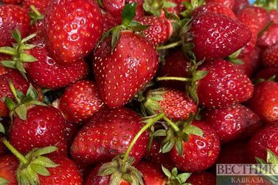 Минсельхоз поддержит производство плодово-ягодной продукции в КБР