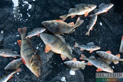 Браконьеры из Узбекистана хранили в своих домах свыше ста краснокнижных рыб