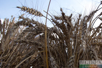 Турция будет закупать пшеницу в Индии