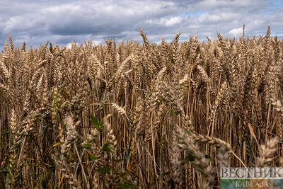 Россия готовится собрать рекордный урожай зерновых