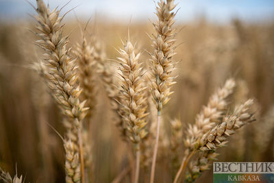 Минсельхоз: Россия готова подарить беднейшим странам до 500 тыс т зерна