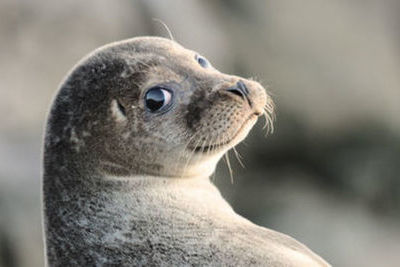 В Дагестане займутся спасением тюленей
