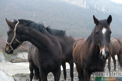 В Дагестане волки напали на табун лошадей в Новый год