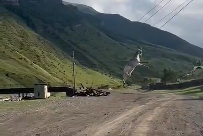 Козел покачался на проводах в Дагестане