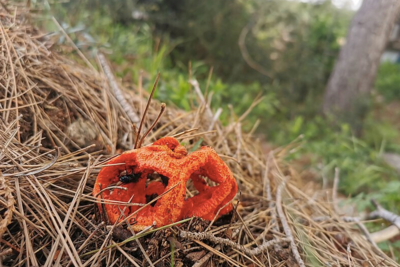 В Сочи распространяется смертельно ядовитый гриб