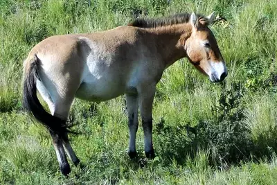 Лошадь Пржевальского: кто такие, почему вымерли и как они возвращаются в дикую природу?