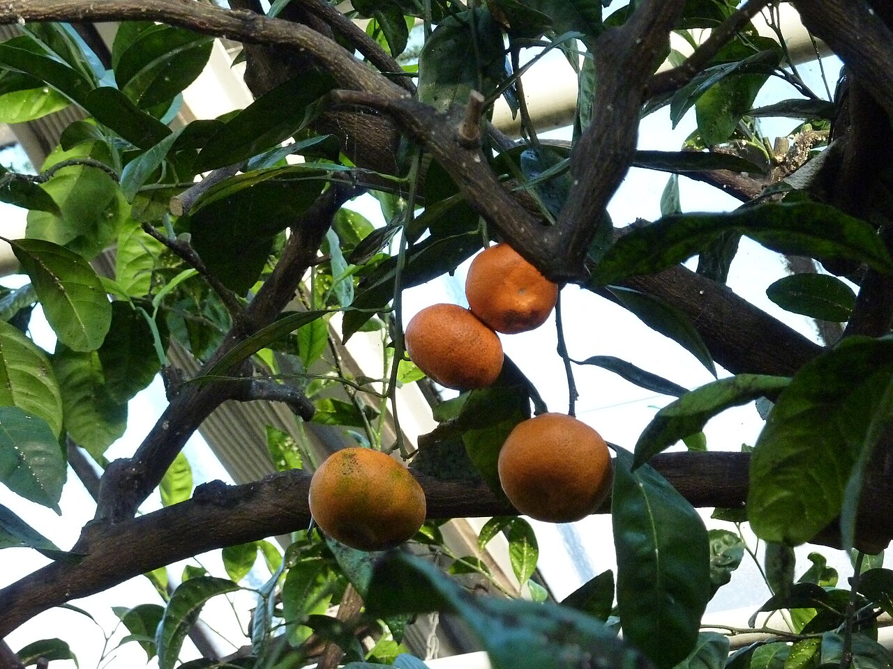 Сколько растет мандарин. Citrus reticulata Blanco. Citrus reticulata ‘encore’. Citrus reticulata do Terra. Brown Sugar Citrus reticulata Blanco.