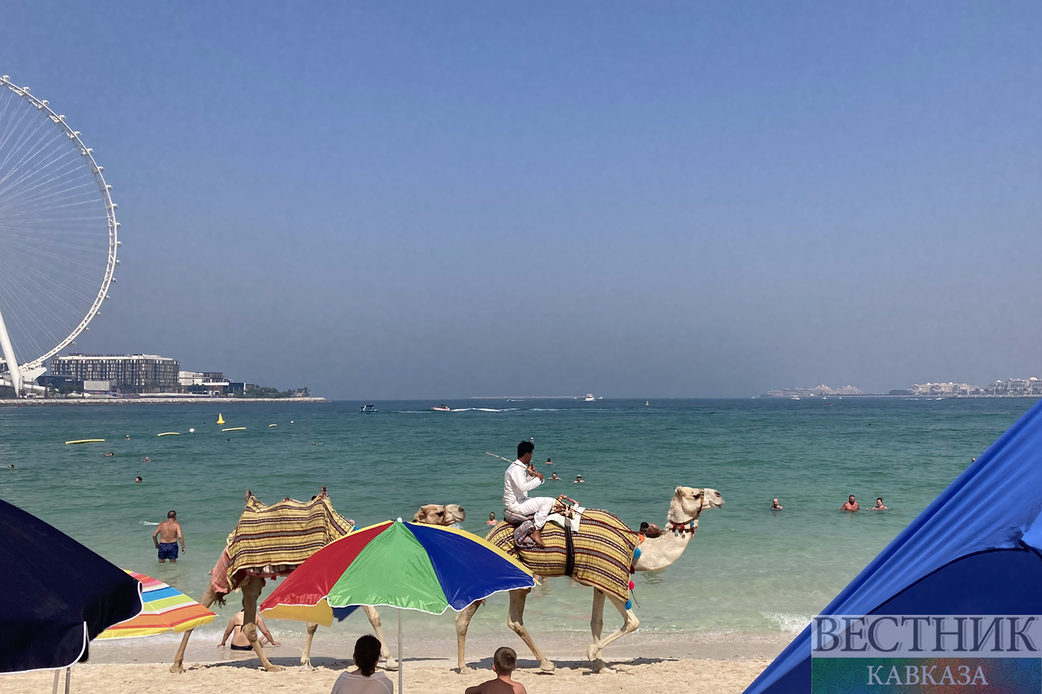 Верблюды на пляже в Дубае