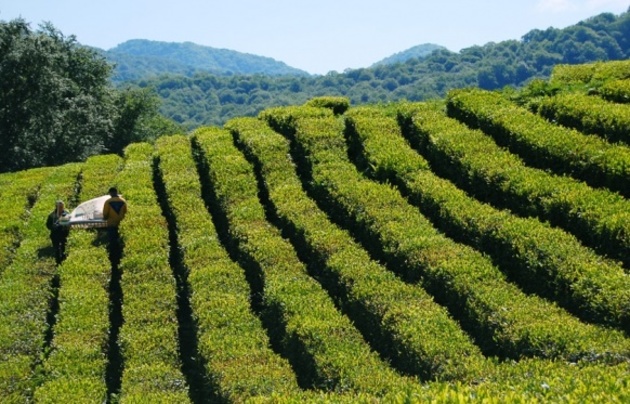 Грузия в 2019 году сэкономит на чае