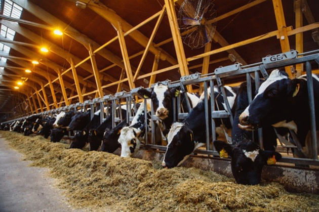 Карачаево-черкесские животноводы будут разводить датских молочных буренок