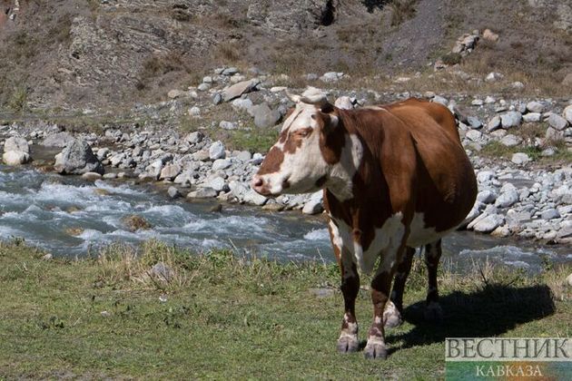 Дело "семи коров" раскрыто в Грузии