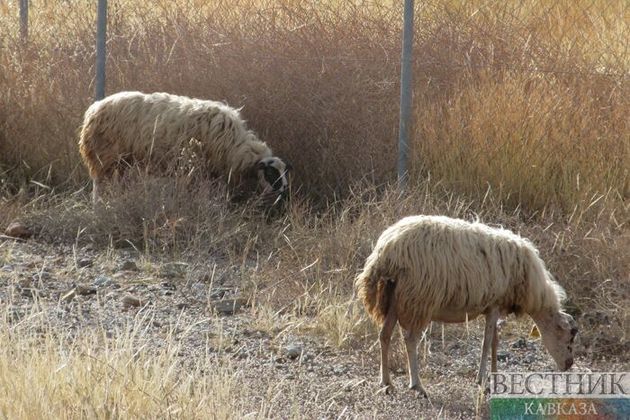 Россия накормит Иран субпродуктами овец