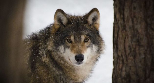 В степных районах Казахстана запретили охотиться на волков