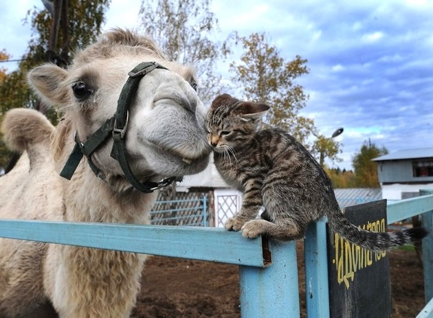 Бездомных кошек и верблюдов ждет приют в Актау