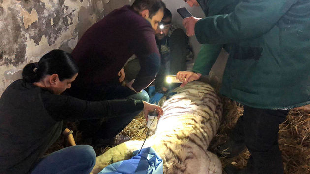 Тигр заболел лейкозом в Ереванском зоопарке
