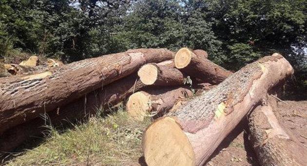 Махачкалинцы возмутились обрезанием деревьев 