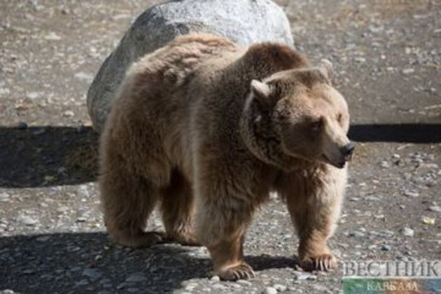 Напавший в Карабулаке на людей медведь сбежал из ресторана 