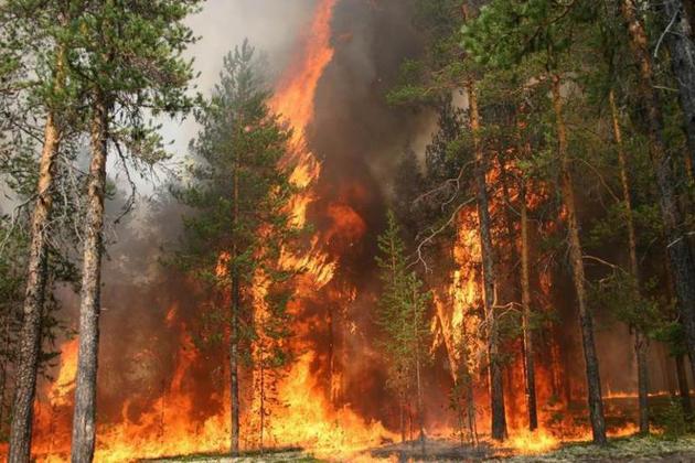 В Гурии потушили лесной пожар 