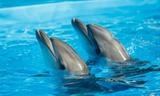 В Севастополе из горящего дельфинария эвакуировали двух дельфинов 