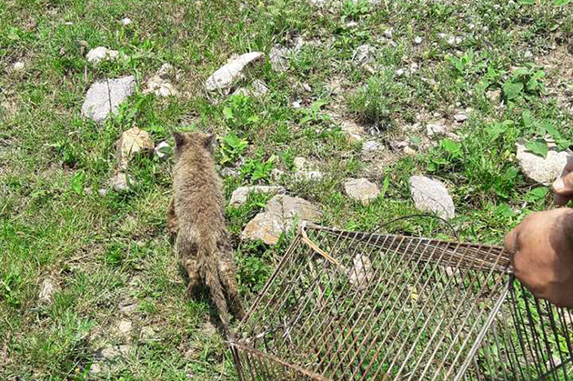Незаконного охотника на лис обезвредили в Лорийской области