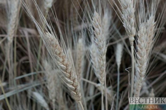 В Крыму собрали 700 тыс т зерновых 