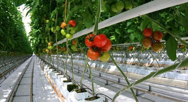 Новый тепличный комплекс в Чечне за год принесет 7 тыс т огурцов и помидоров