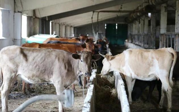 Власти Махачкалы объявили "охоту" на бесхозный скот