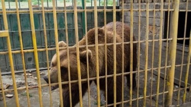 Мэр Магаса пожалел "придорожных" оренбургских медведей