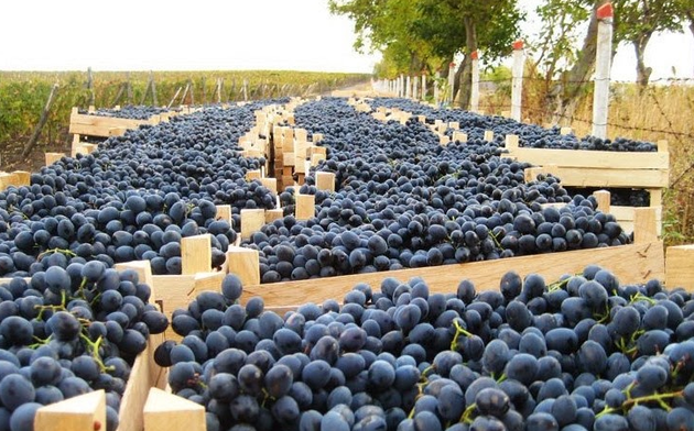 Виноделы Грузии увеличили экспорт в Россию