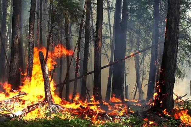 На Ставрополье лесной пожар угрожает селу 