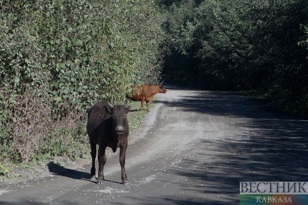 Корова спровоцировала ДТП с пострадавшими на Ставрополье