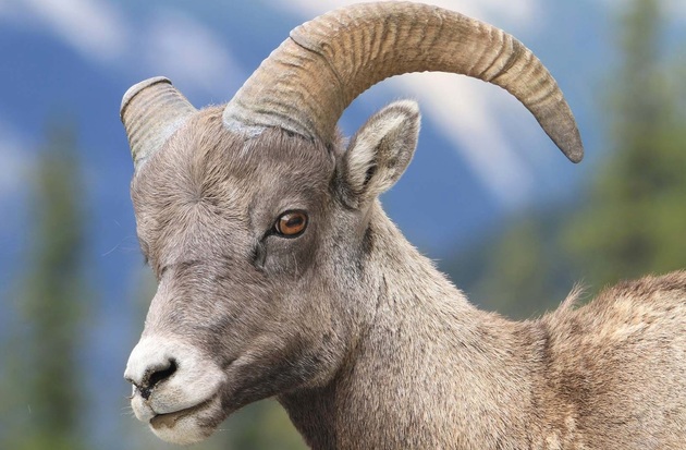 В Северной Осетии будут возрождать популяцию безоарового козла