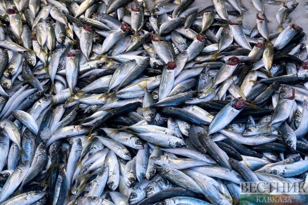 Кубанские экологи зафиксировали в азовском лимане массовую гибель рыбы 