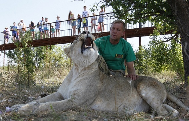 Аксенов пообещал сохранить парк львов "Тайган"