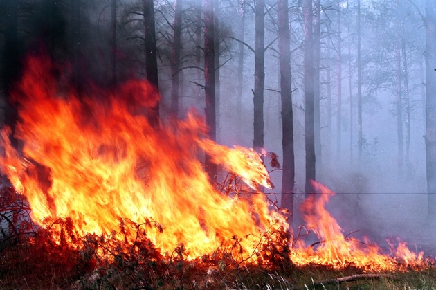 Особый режим из-за пожаров ввели в десятках муниципалитетов Кубани
