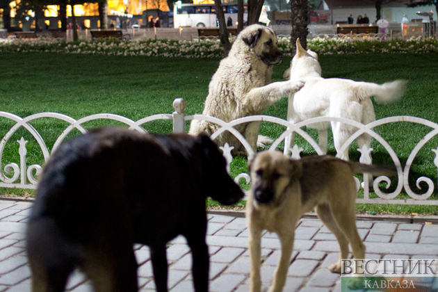 Бродячие собаки снова атаковали Ереванский зоопарк