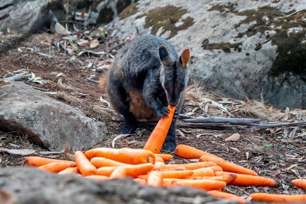 Австралийцы спасают от голода пострадавших от лесных пожаров животных 