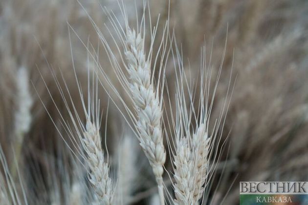 Россия планирует временно ограничить экспорт зерна 