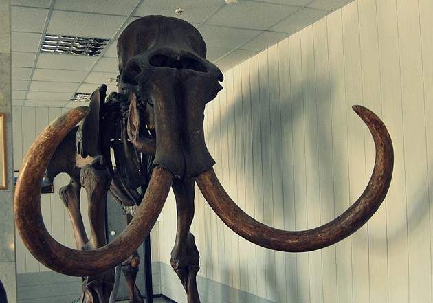 Редкий скелет мамонта пополнил коллекцию музея в Новосибирске