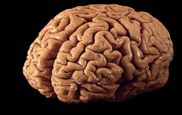 Ученые рассказали, как сохранить мозг молодым