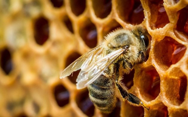 Китайские шершни угрожают пчелам Европы?