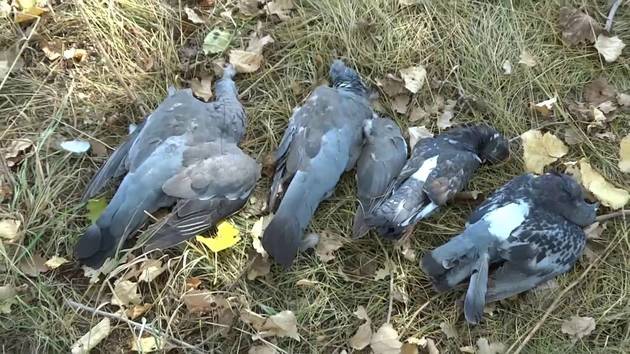 В Динском районе Кубани отравились 1,5 тыс птиц