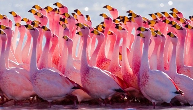Розовые фламинго возвращаются в Казахстан