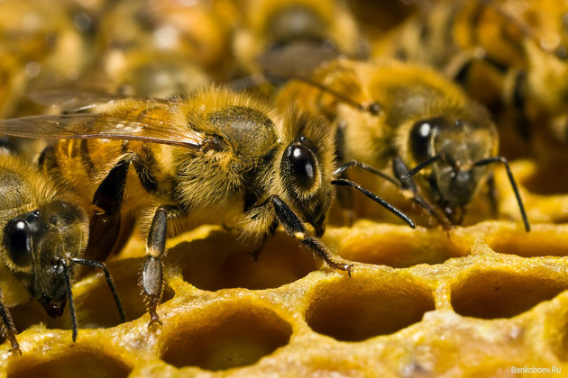 Кавказские пчелы могут остаться без каштанового нектара