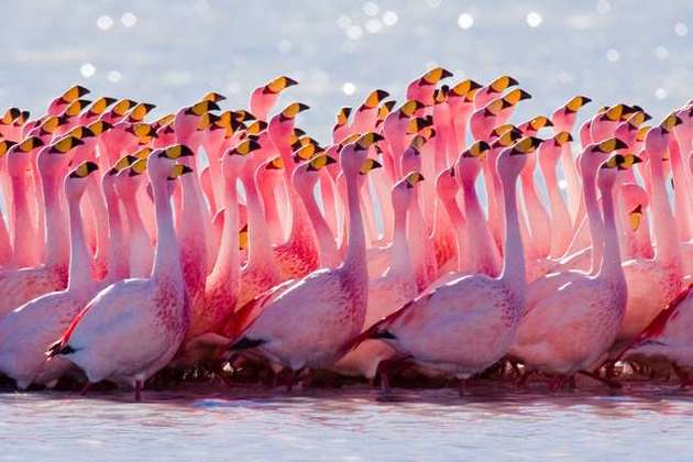 В Севастополе впервые были замечены розовые фламинго 