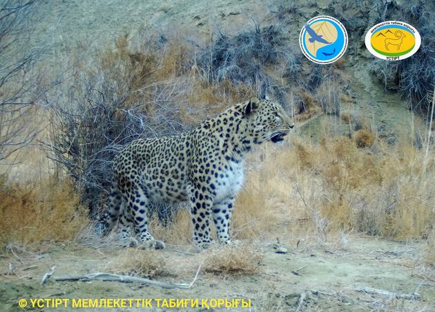Леопард попал в фотоловушку в Казахстане