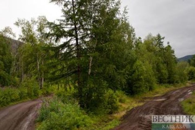 Ингушетия создаст лесной питомник на 150 тыс саженцев
