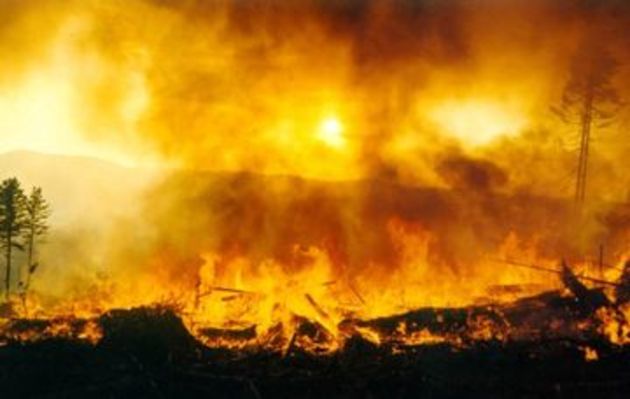 Грузинские спасатели не справляются с лесными пожарами 
