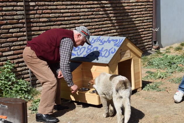 Будки для бездомных животных установили в столице Грузии (ВИДЕО)