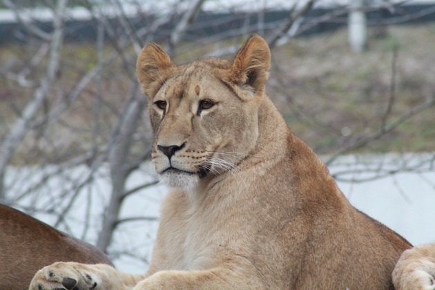 Защитники животных выкупят у хозяина истощенную львицу с Кубани
